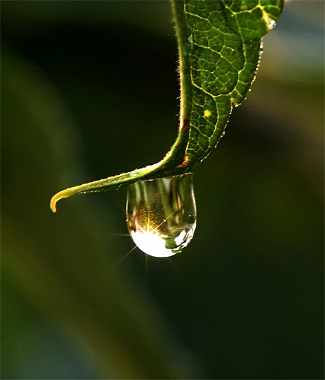 water droplet on a leaf