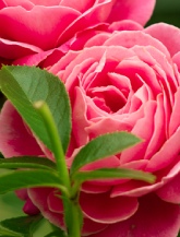 Rose-icon