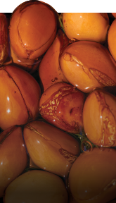 Argan Oil-icon