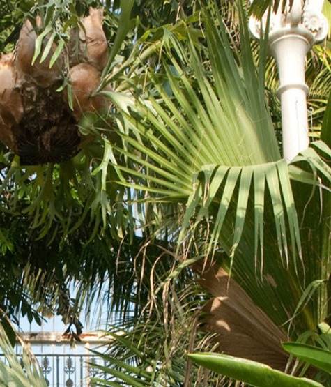 Close up of Palm trees