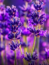 Lavender-icon