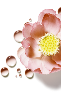 Hair Biology - Flor rosa con gotas de agua