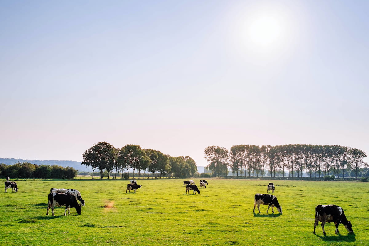 Dairy Cows Grazing in a field of green grass with a row of trees in the horizon