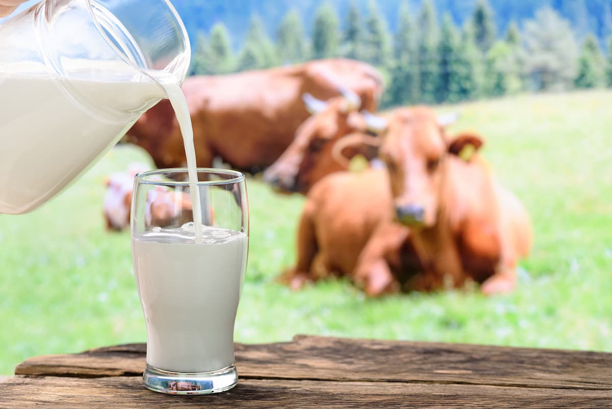 Pouring a glass of milk with cows sitting in the background