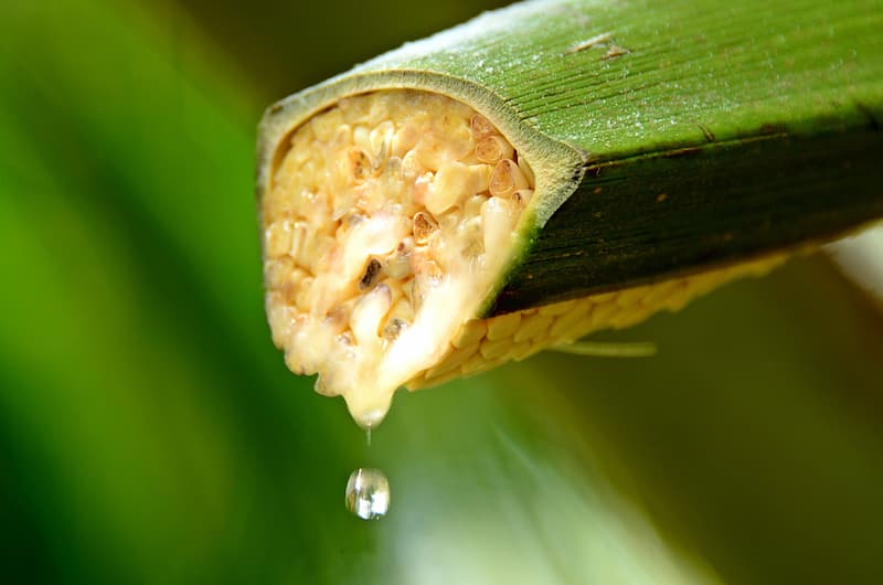 Close-up of coconut nectar