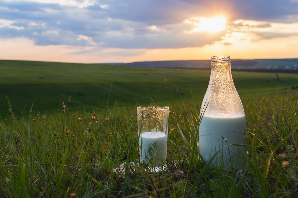 A jug and glass of milk sitting in the grass with the sun setting on the hilly horizon