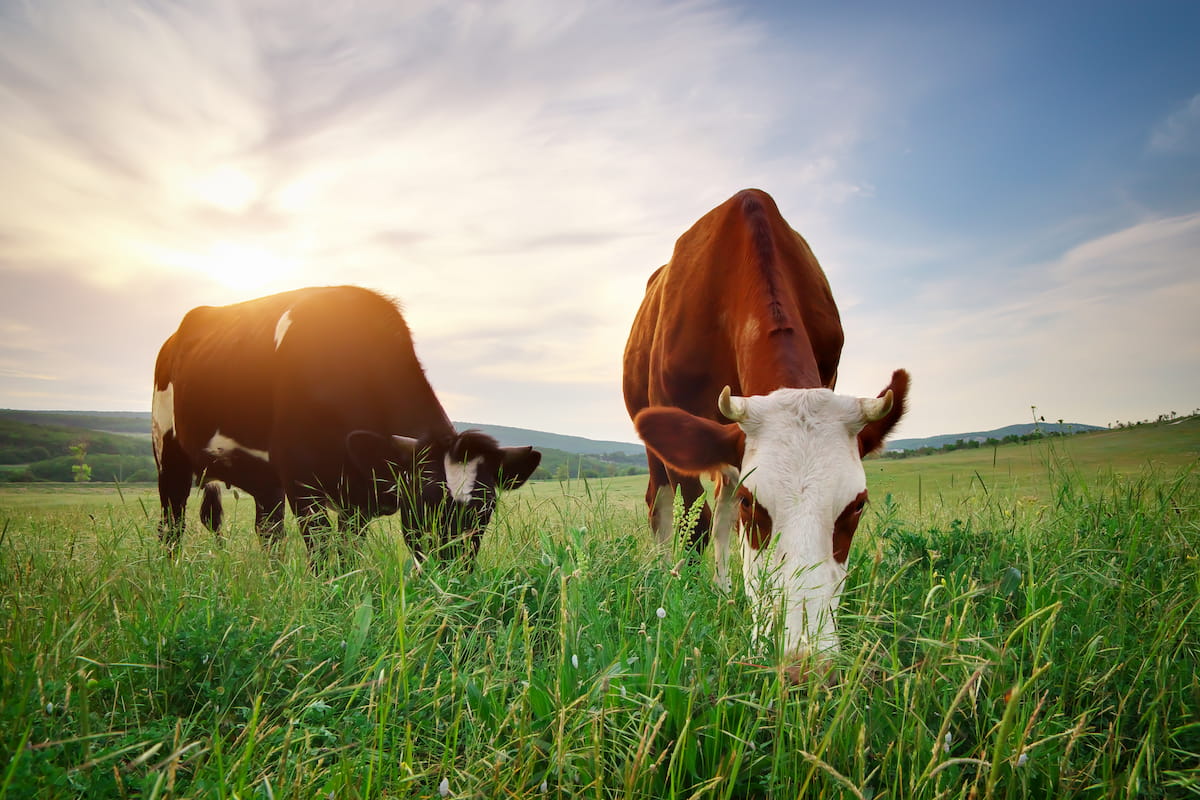 2 cows in a pasture eating grass