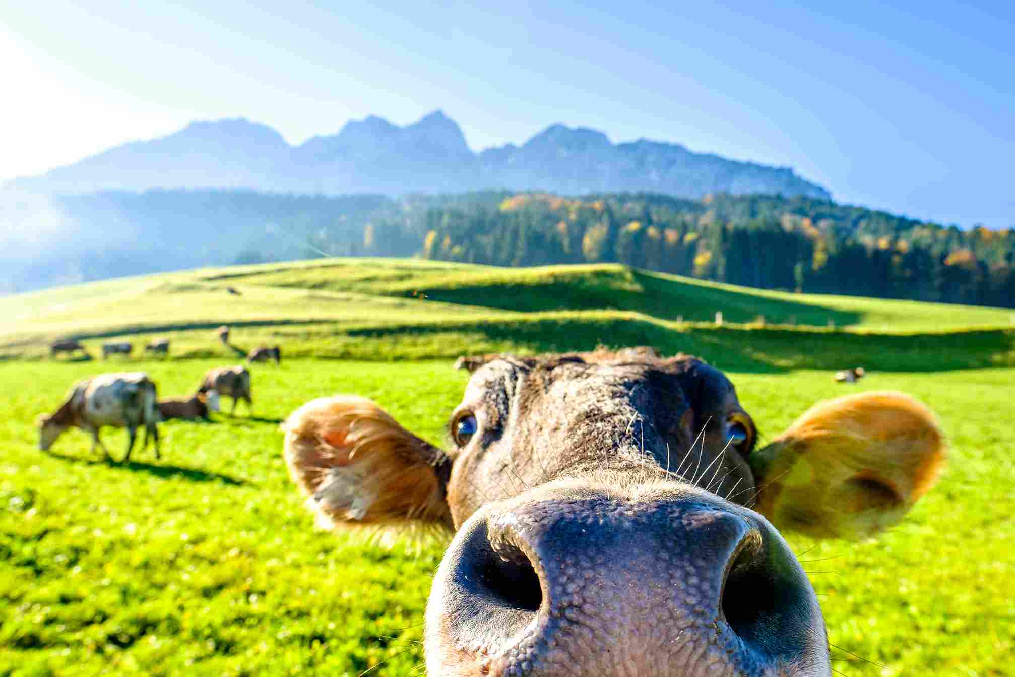 Cow peeking at the camera with his nose large at the front of the image with a green pasture background.