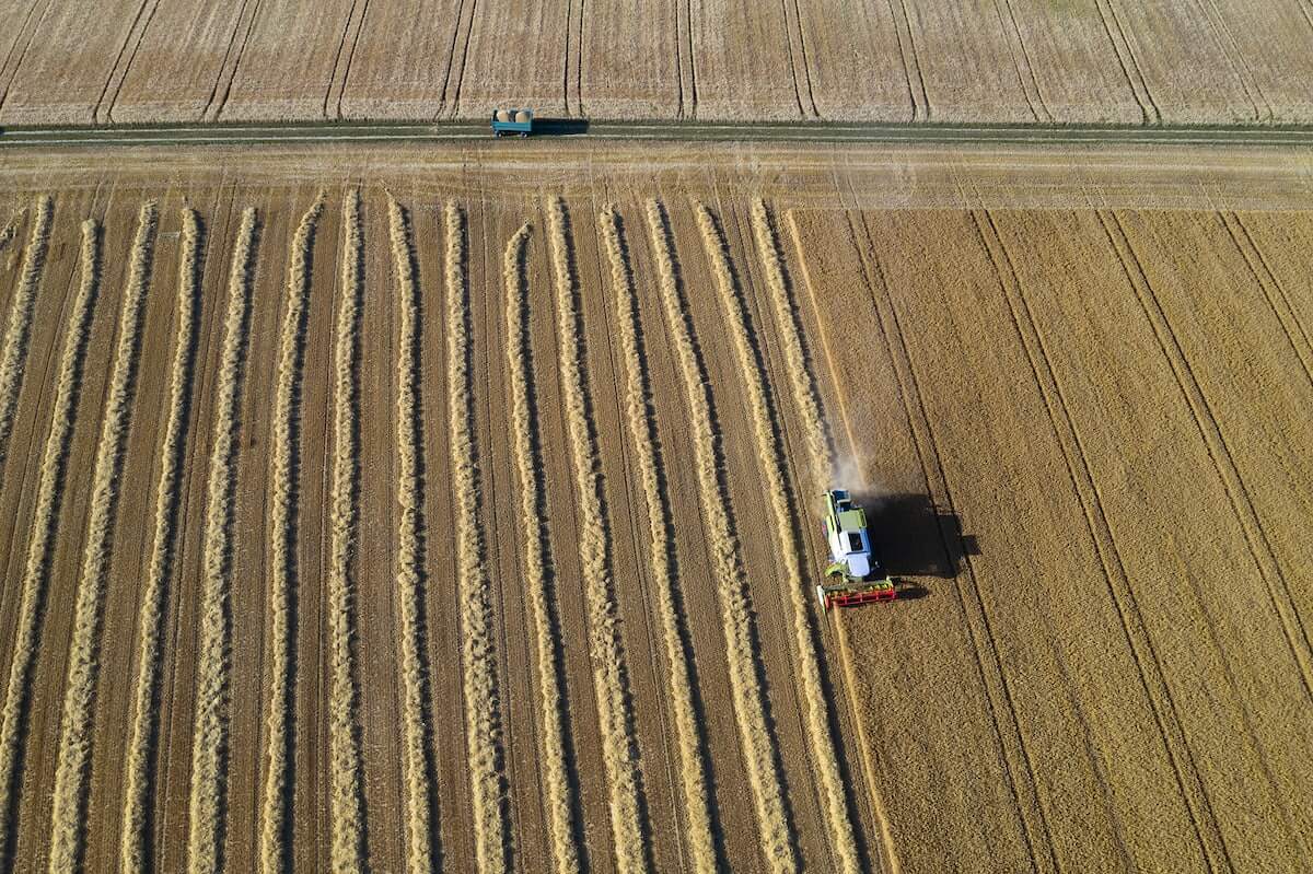 Farm of wheat being harvested