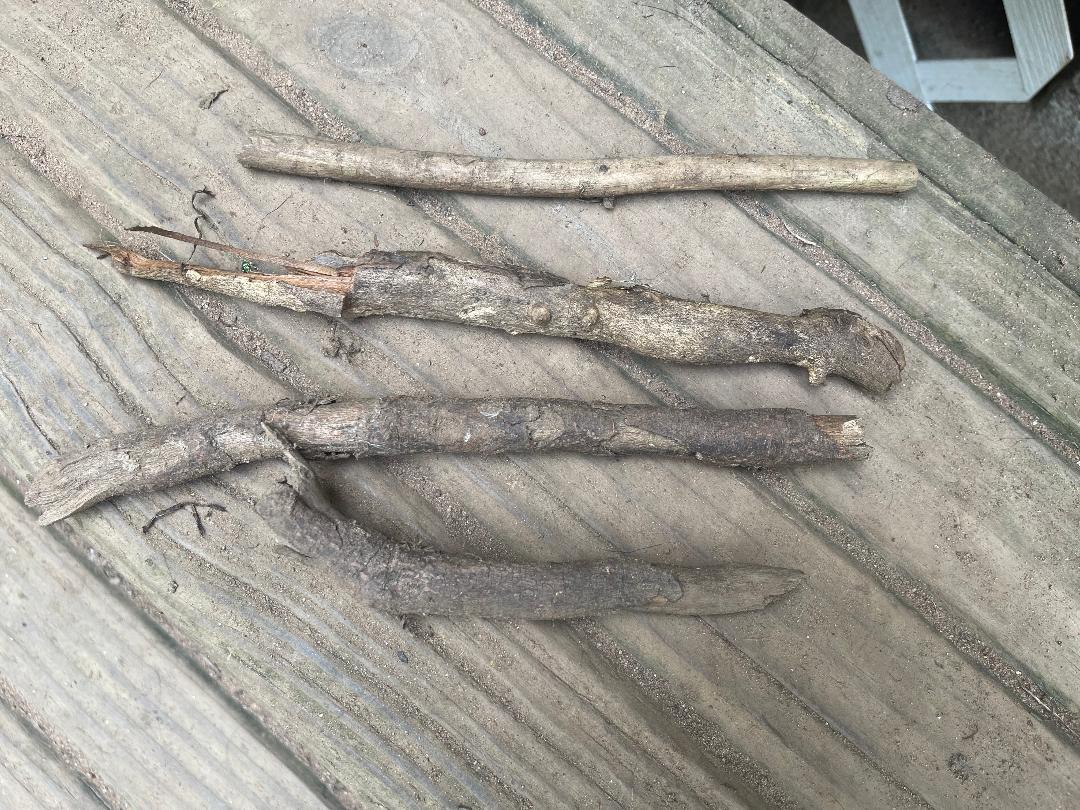 Count and Collect Sticks