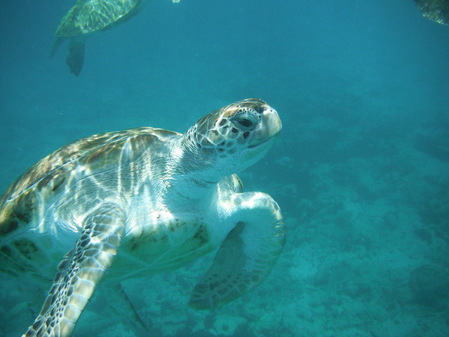 There are 2 very important issues to get involved in - encouraging politicians to improve the EPBC act and persuading them to save Scott Reef