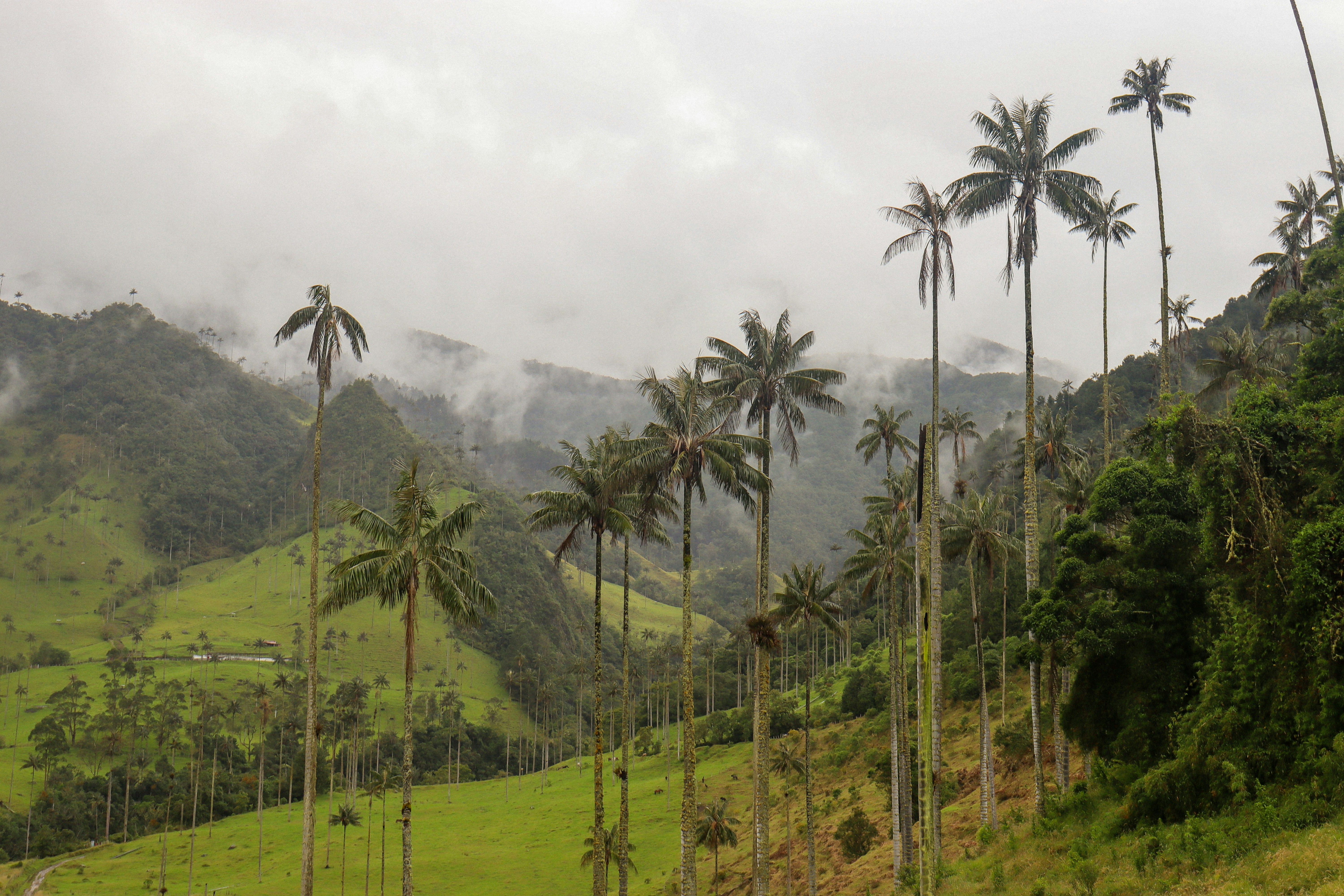 Valle del Cocora