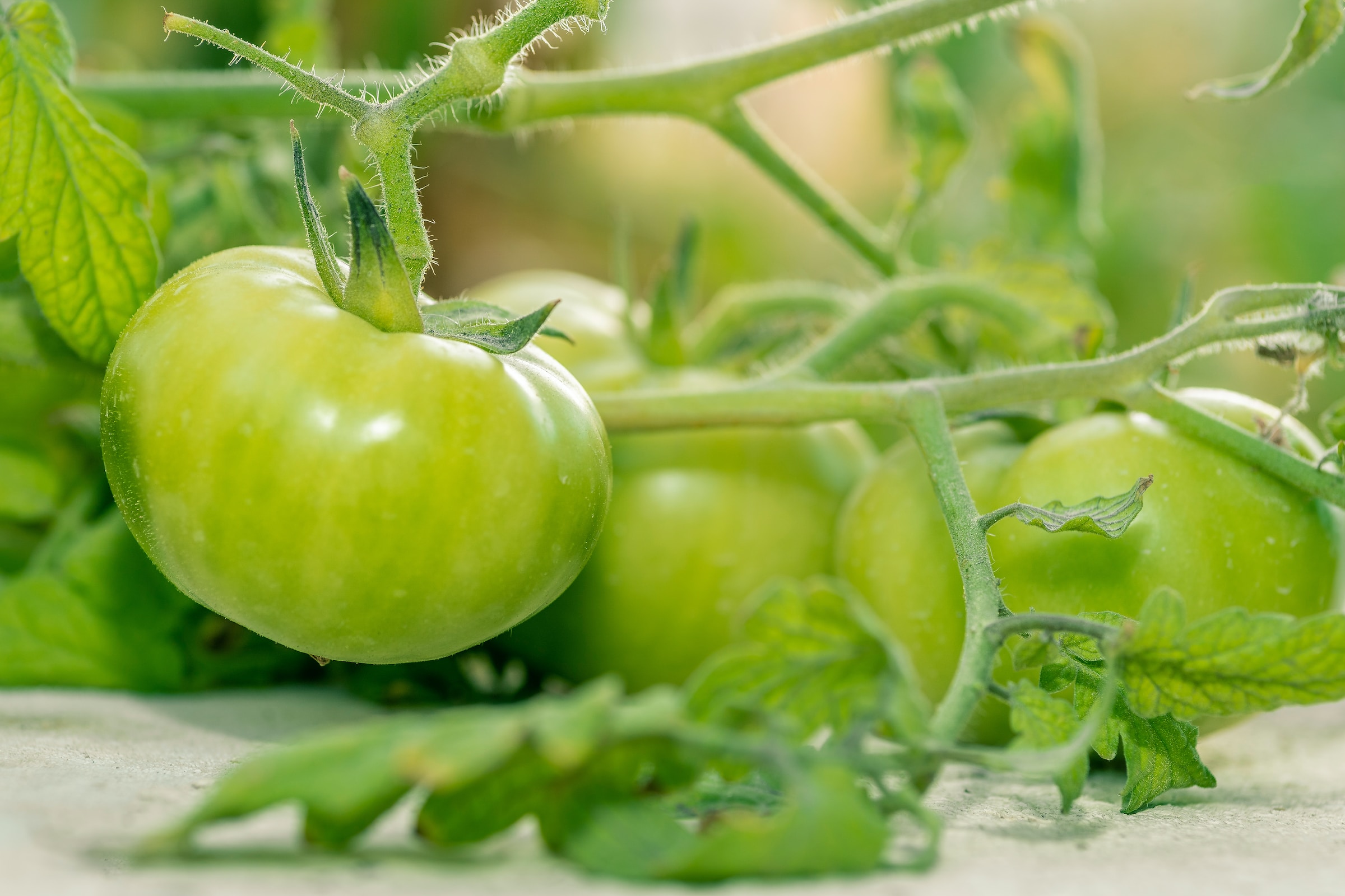 Tomatoes toxic hotsell to dogs