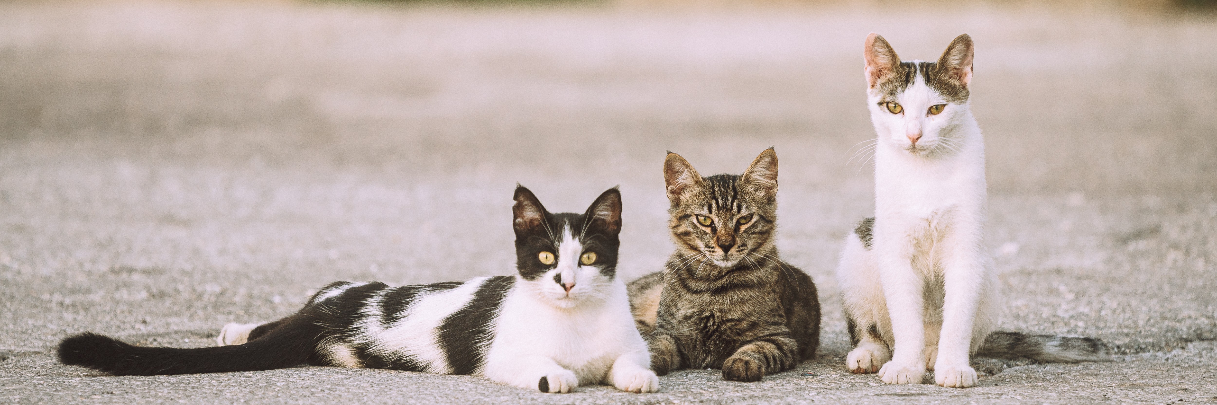 Unveiling The Feline Rainbow: Cat Personality Traits Decoded By Coat Color