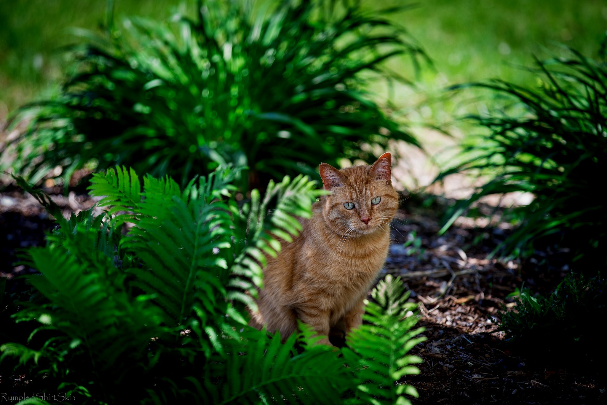 Are Ferns Toxic To Cats? Possible Risks Ferns Post To Cats