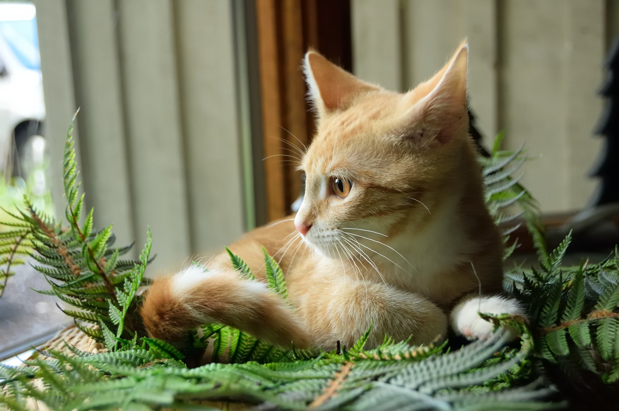 Can Cats Eat Ferns
