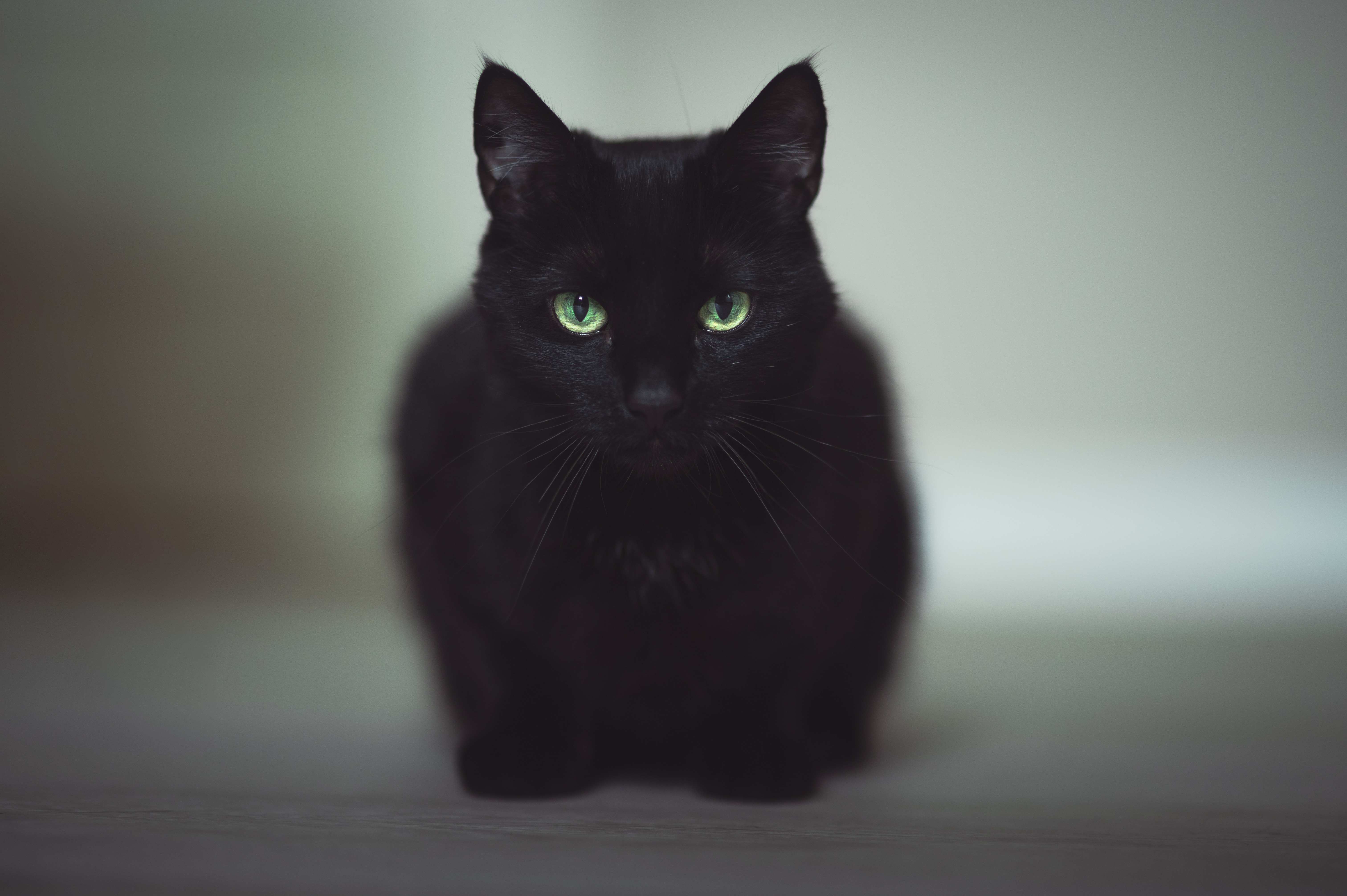 145 Black Cat Names for Males and Females - Good Names for Black Cats