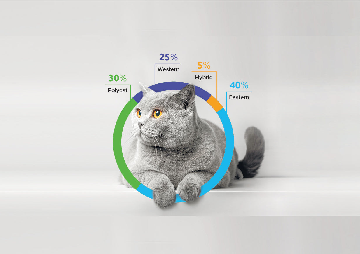 Basepaws Cat DNA Test: Genomic Similarity Versus Ancestry