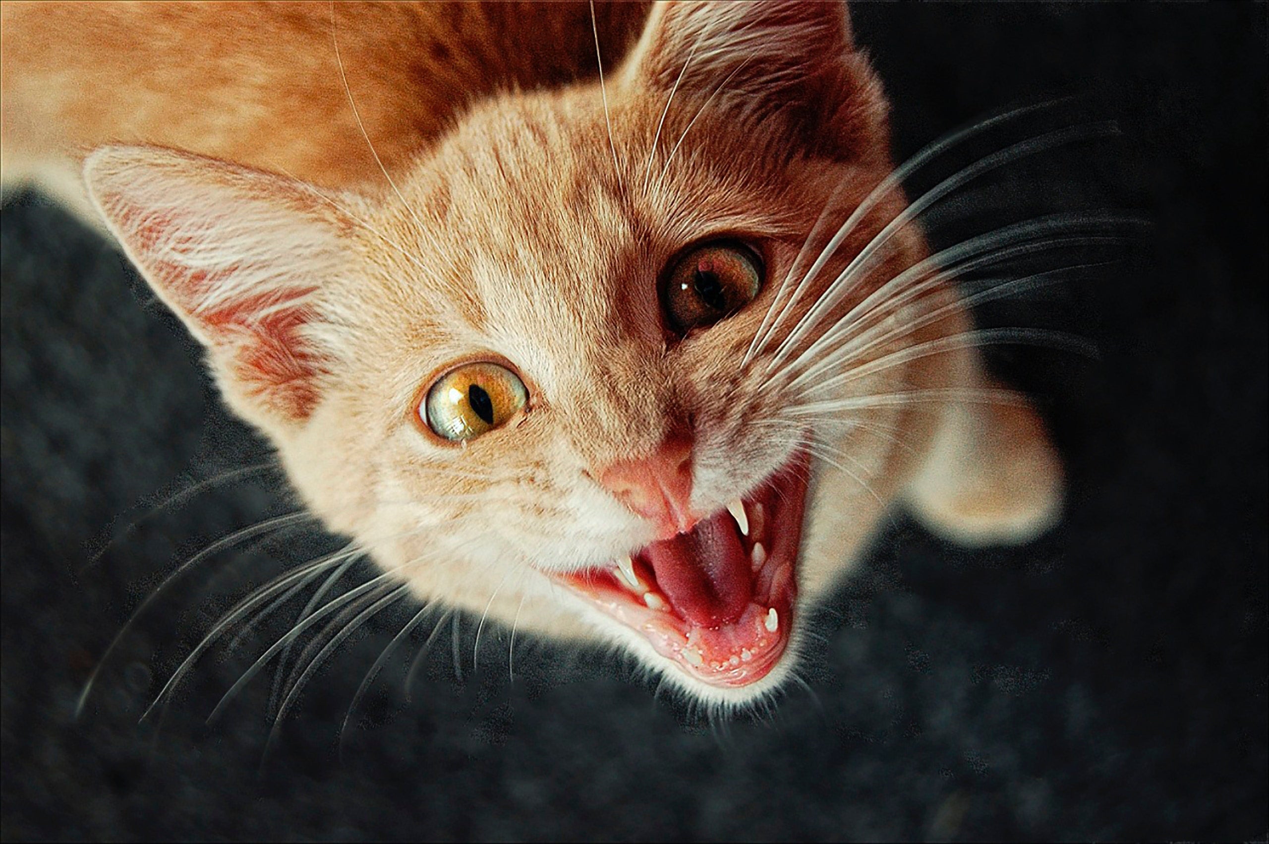 Cat Meowing and Making Cat Sounds: Why Do Cats Meow?