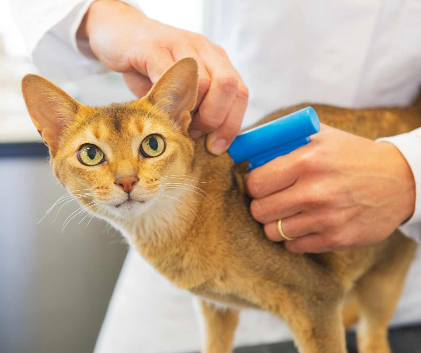 Pet Microchips All You Need To Know