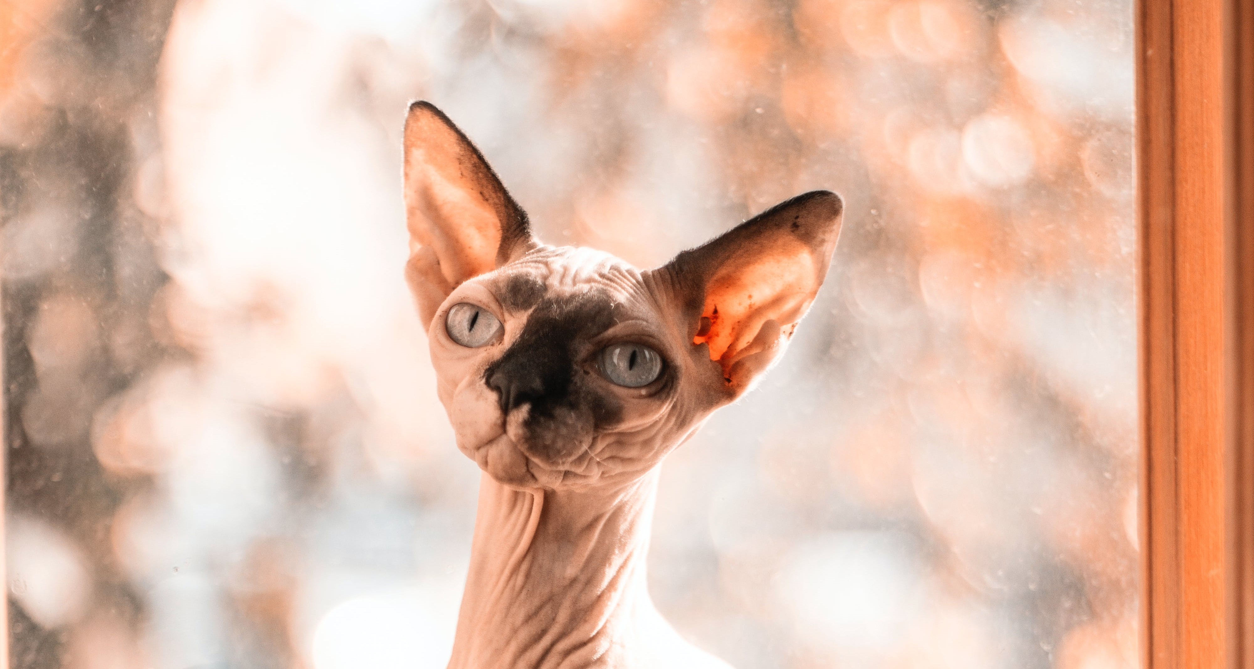 Sphynx Cat Lifespan How to Help Hairless Cats Live Long and Healthily