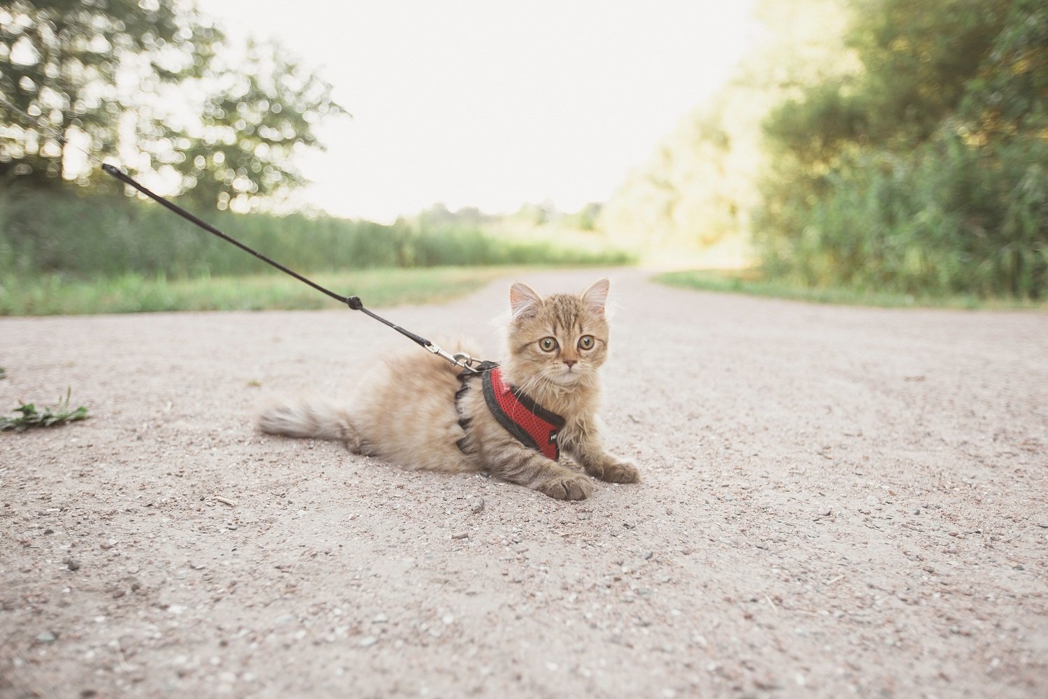 How to Walk A Cat BASEPAWS Cat walks on a leash