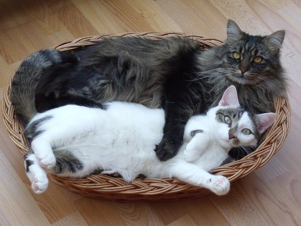 8 Fluffy Cat Breeds to Snuggle Up With