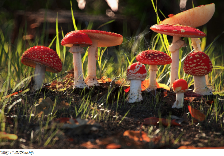 “蘑菇！” 通过Redshift渲染器渲染