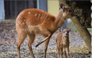Parto eccezionale a Lodi, la mamma antilope operata a zampa fratturata