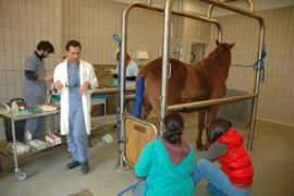 Medicina Interna dei Cavalli