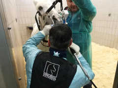 Equine Dentistry Course