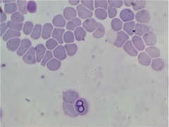 Servizio di Patologia Clinica Diagnostica di Laboratorio