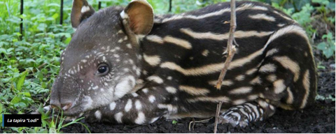 La tapira di "Lodi"