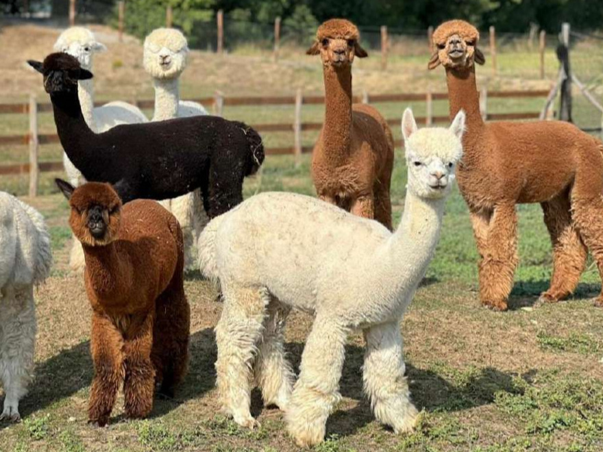 Inaugurazione ospedale