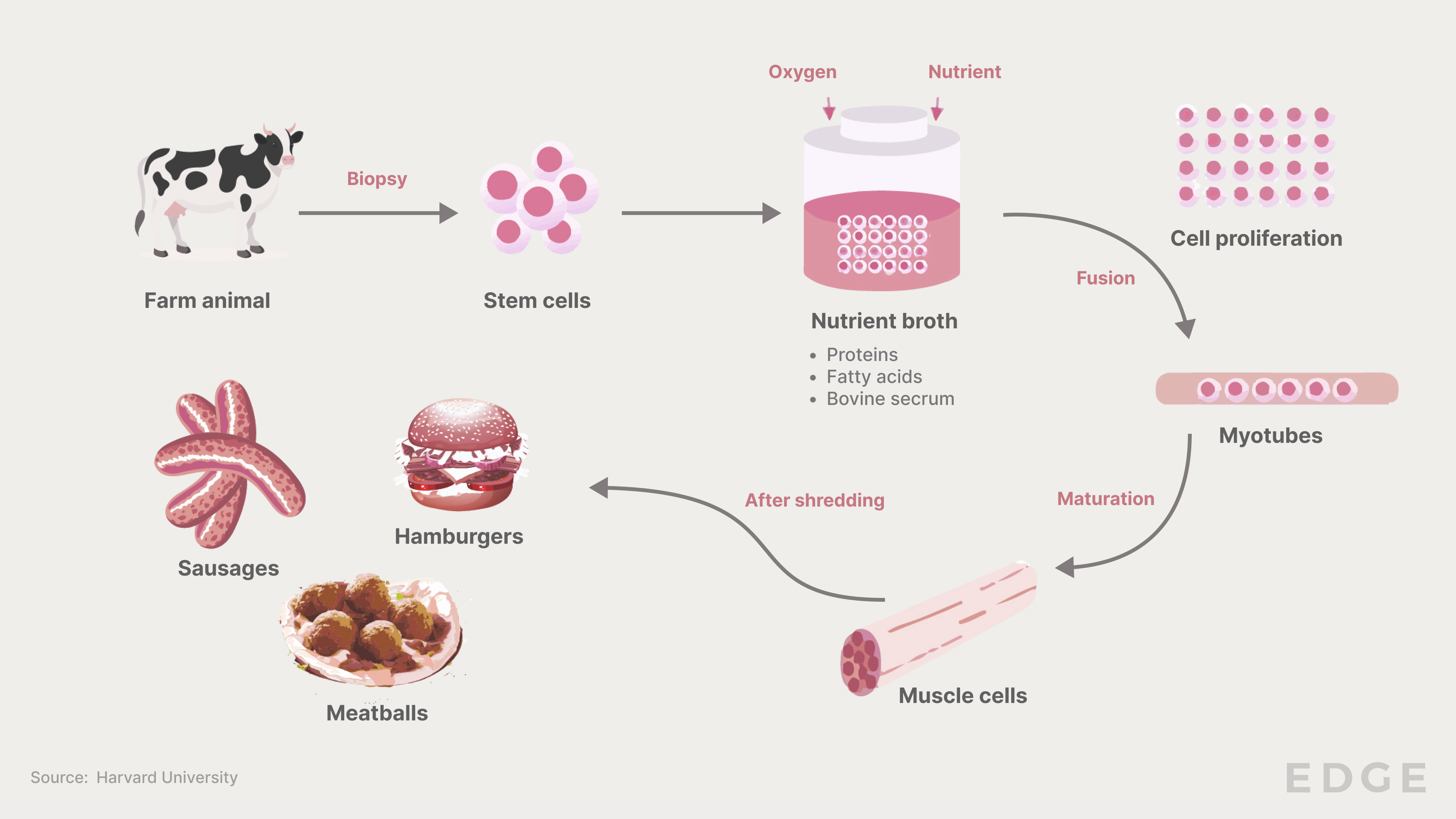 35-cell cultured meat-overview-diagram1