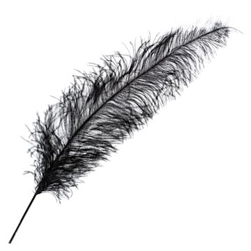 Open in modal - John Bead Ostrich Spad Feather - Black
