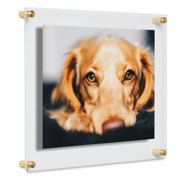 Cool Modern Frames - Angled view of 12" x 15" frame with Goldtone hardware showing a dog