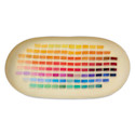 Roomytown Enamel Trays - Nomenclature of Colors, 4-7/10" x 9-4/5" x 3/5"
