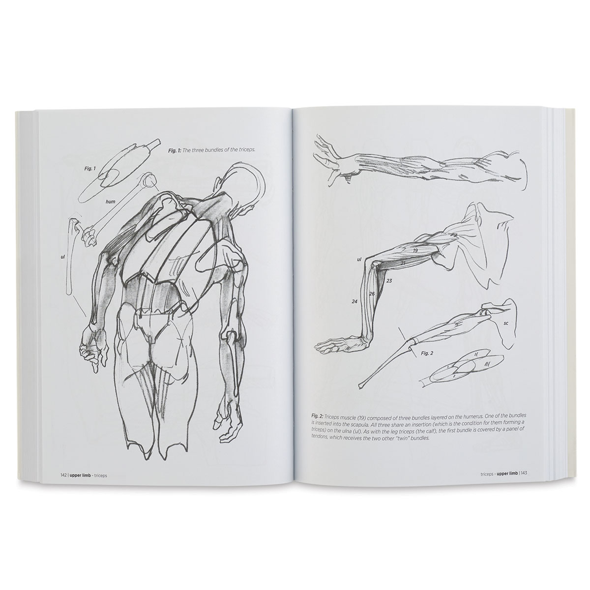 Morpho Anatomy for Artists | BLICK Art Materials