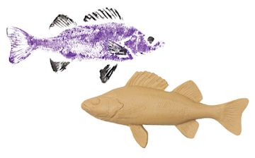 Open in modal - Gyotaku Fish Printing Replicas - Perch Fish form shown with example of printed art possible