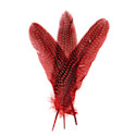 John Bead Guinea Fowl Quill Feathers - 3 Packs of 10, Red