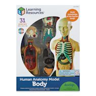 Learning Resources Human Anatomy Model