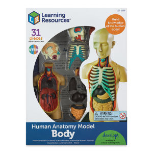 Learning Resources Human Anatomy Model - 4-1/2"