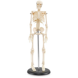 My First Skeleton