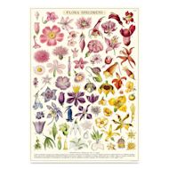 Cavallini Flora Specimens Printed Paper