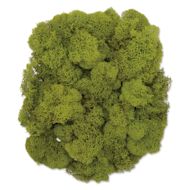 SuperMoss Preserved Reindeer Moss