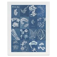 Roomytown British Algae Cyanotype Impressions Giclee Print