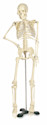 Mr. Thrifty Skeleton - x 33 1/2