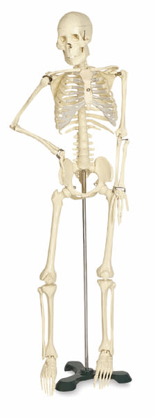 Mr. Thrifty Skeleton