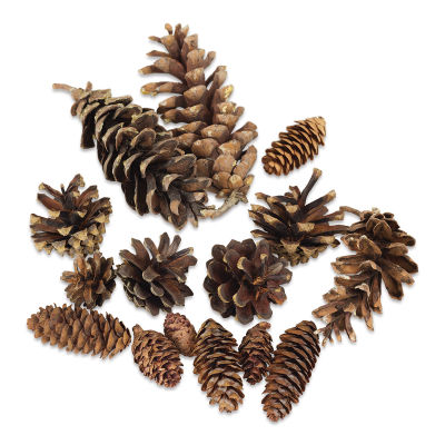 Winter Woods Pine Cones - 16 Mixed Pine Cones scattered loosely
